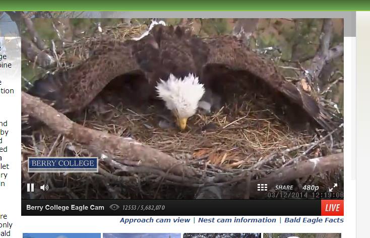 Where is Berry College's eagle cam located?